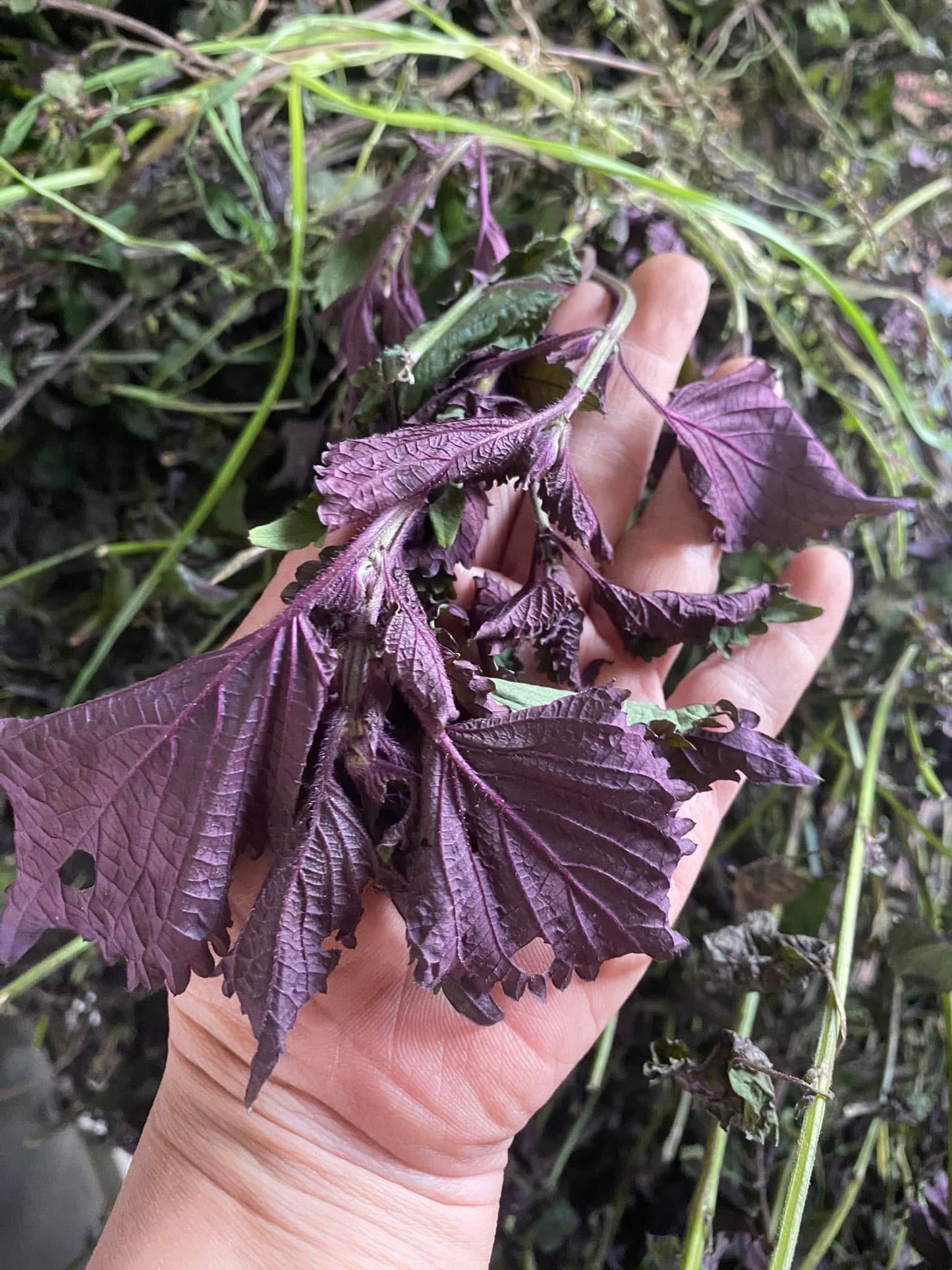 Trà tía tô túi lọc