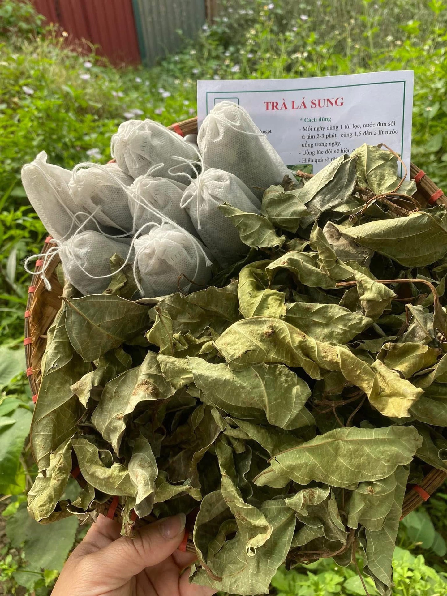 Trà lá sung túi lọc