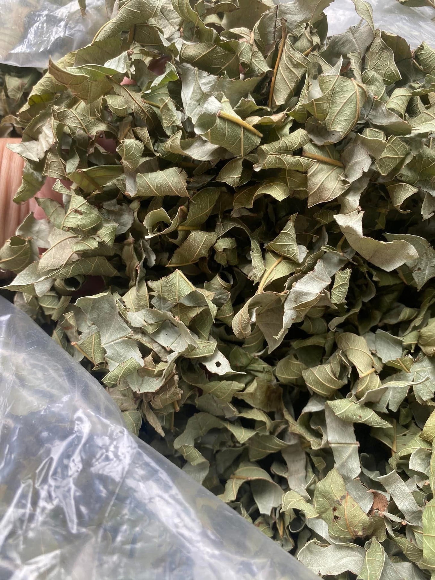 Trà đọt ổi khô