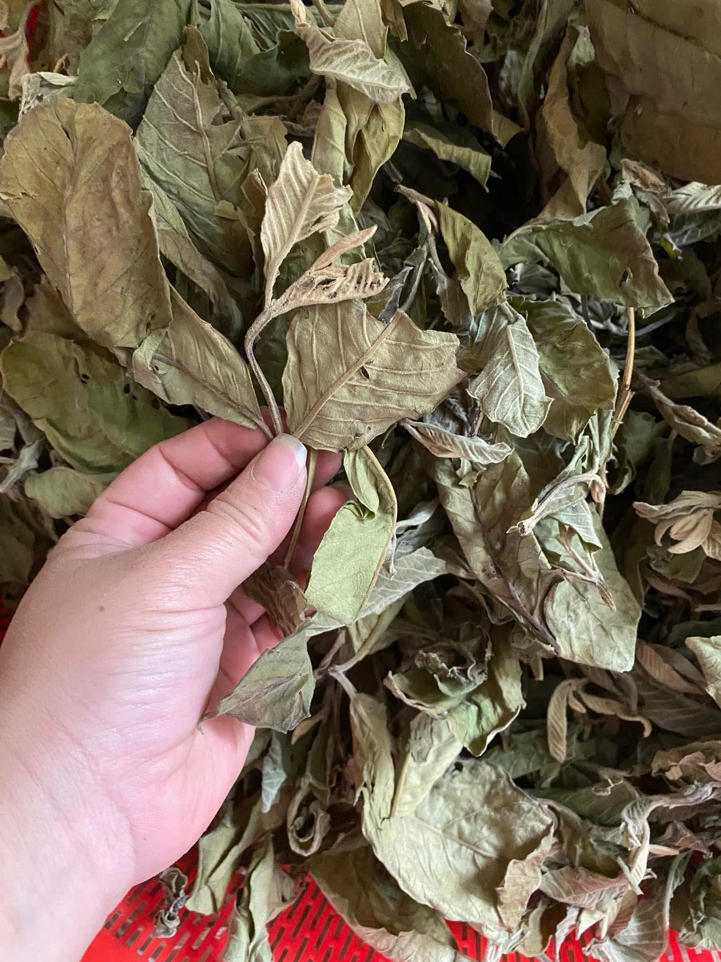 Trà đọt ổi khô