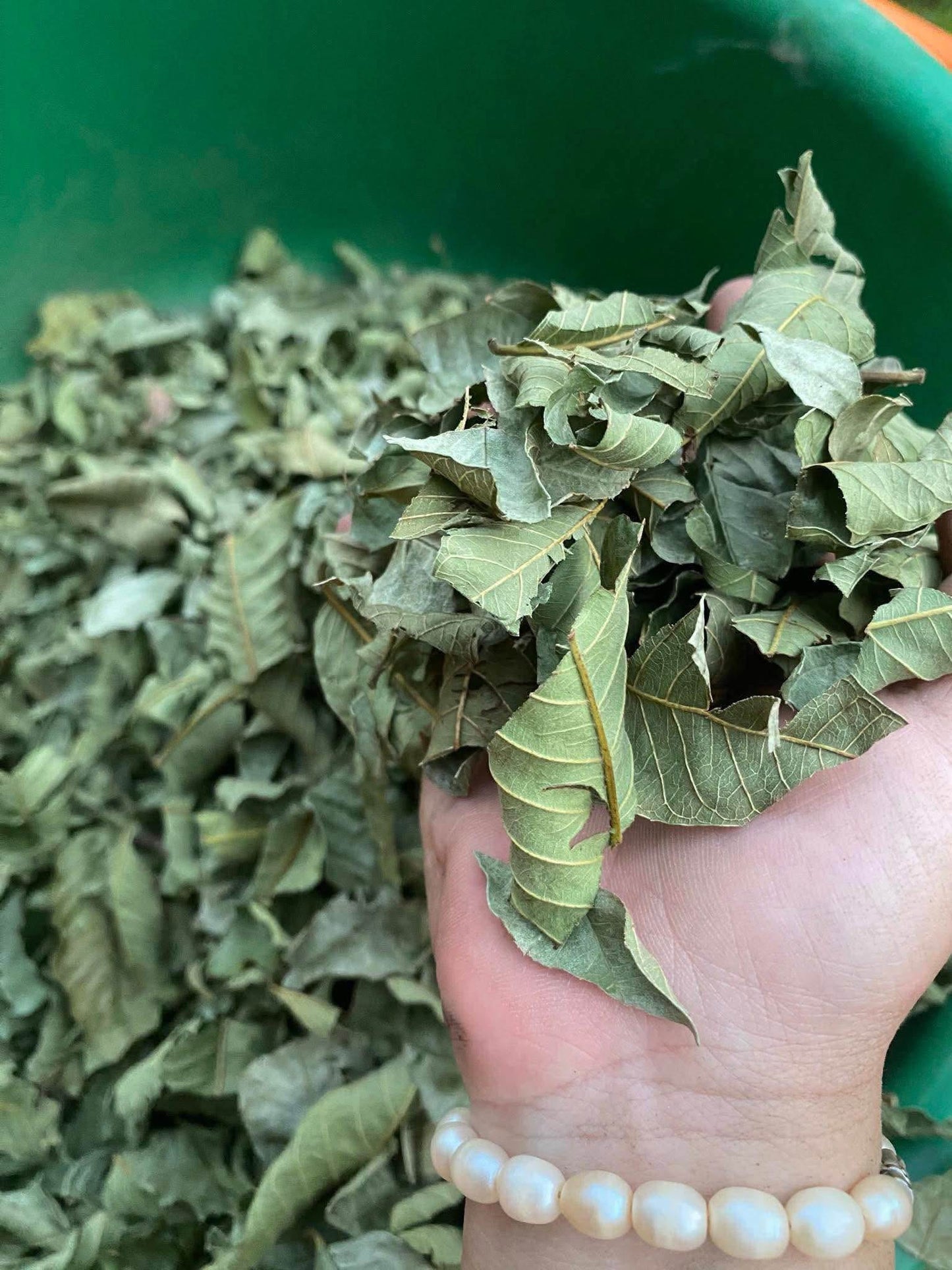 Trà lá ổi túi lọc