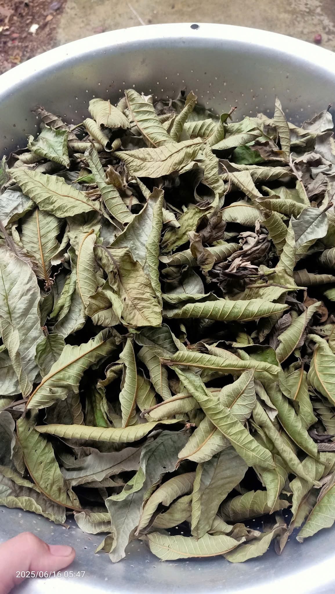 Trà đọt ổi khô