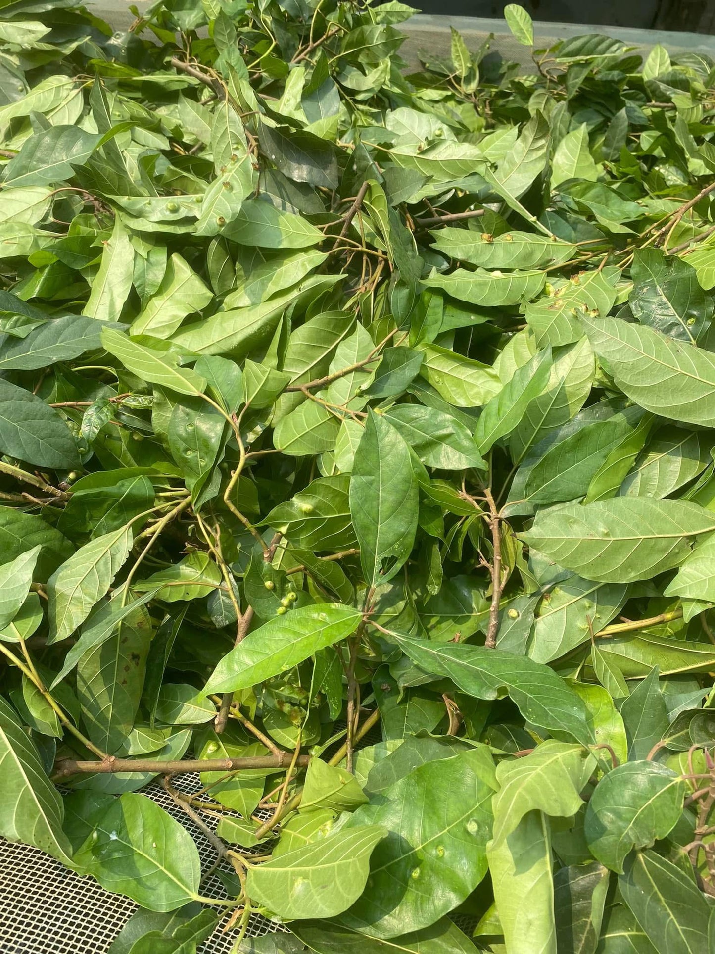 Trà lá sung túi lọc