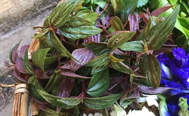 Cay thuốc dòi tía khô