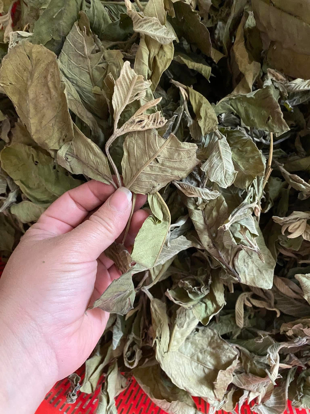 Trà đọt ổi khô