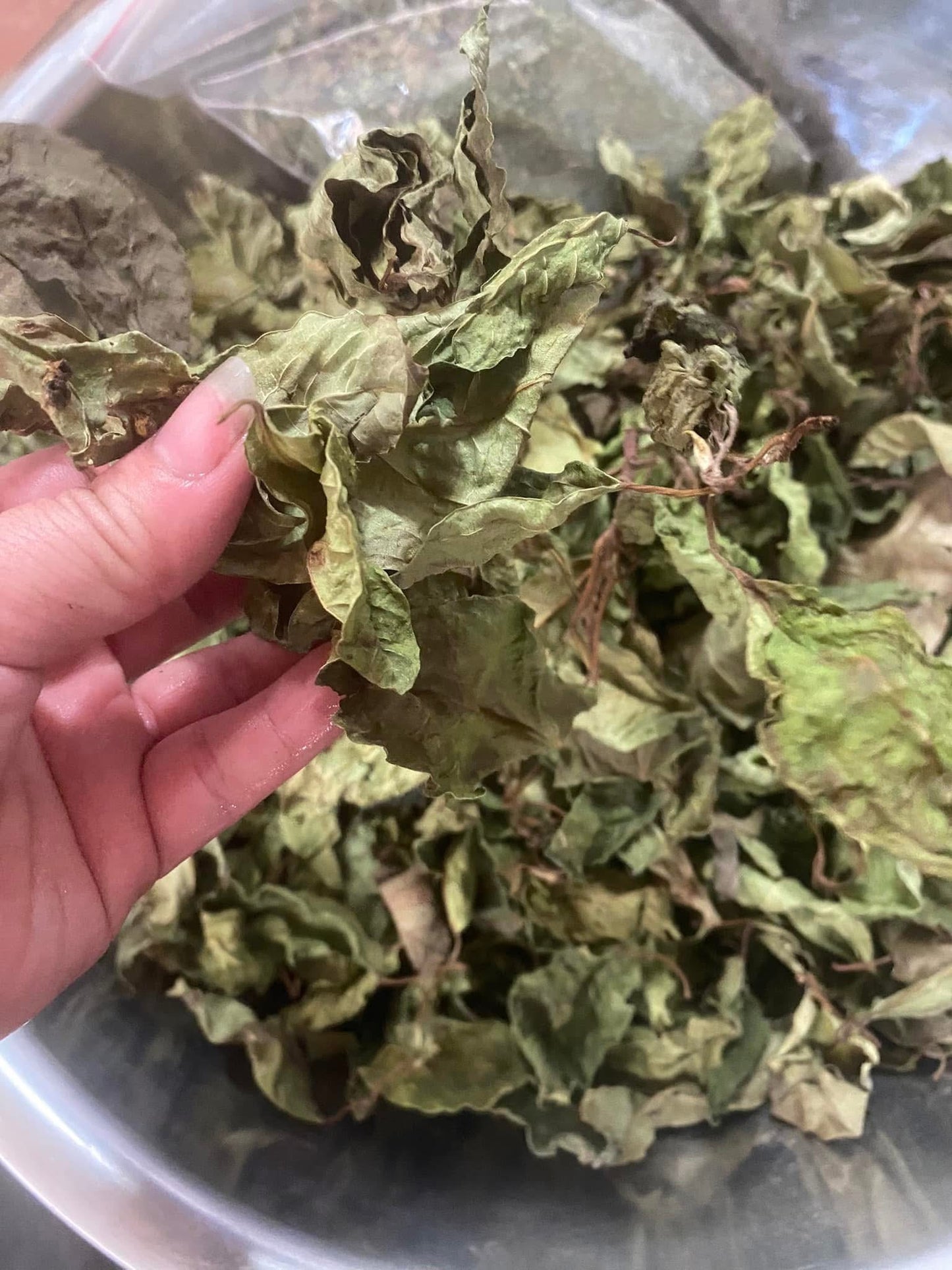 Trà lá sung túi lọc