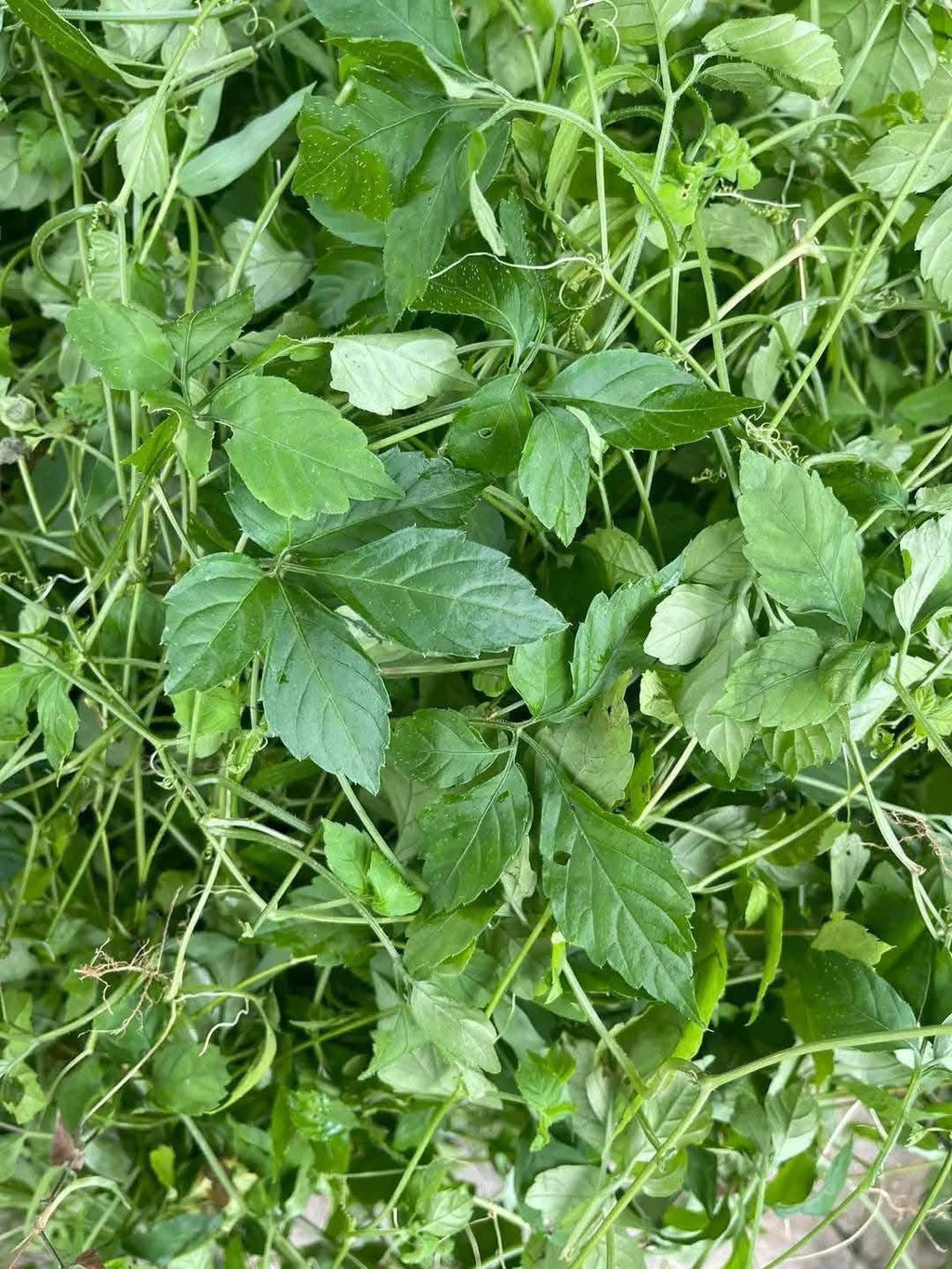 Giảo cổ lam