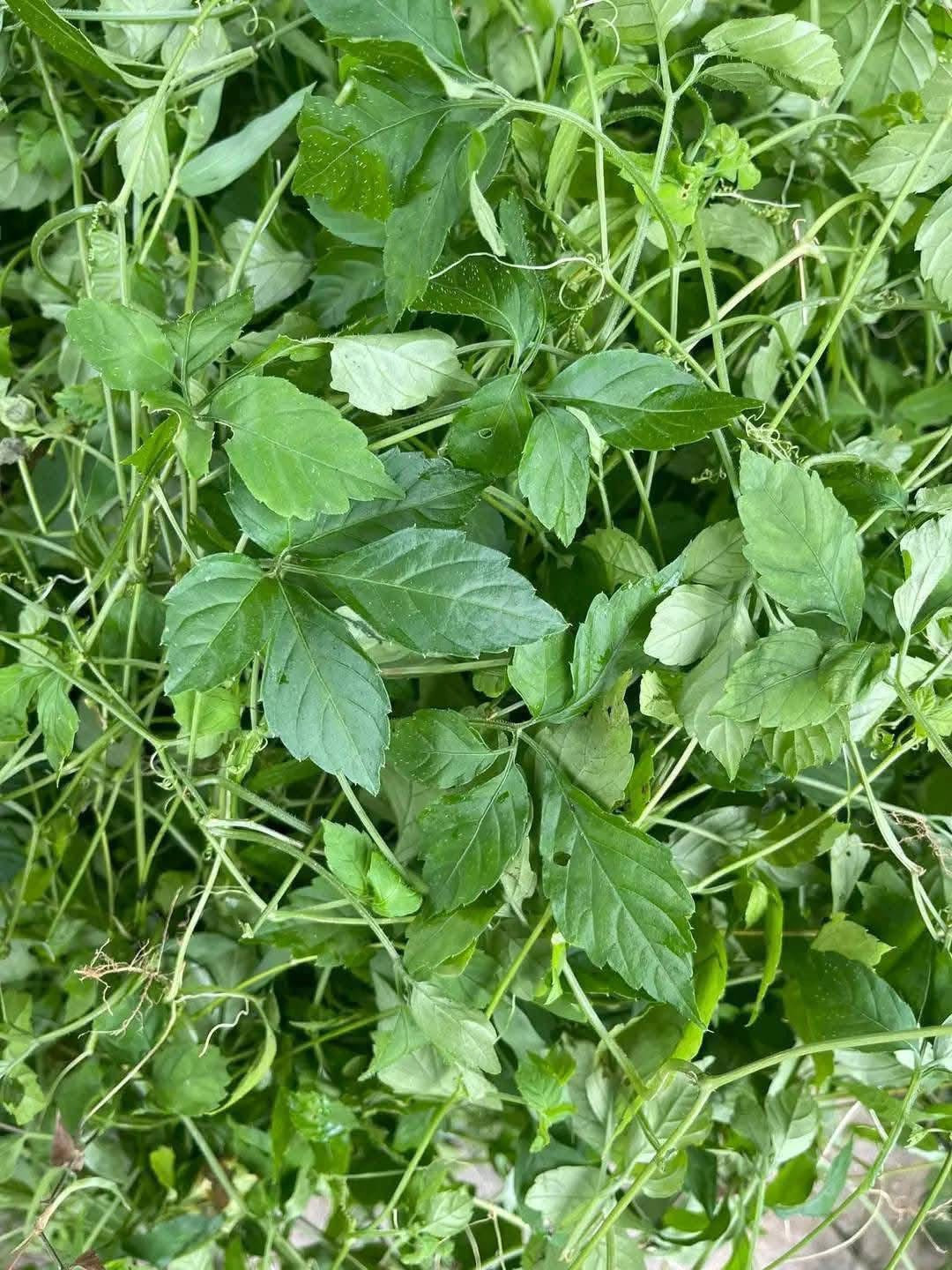 Giảo cổ lam