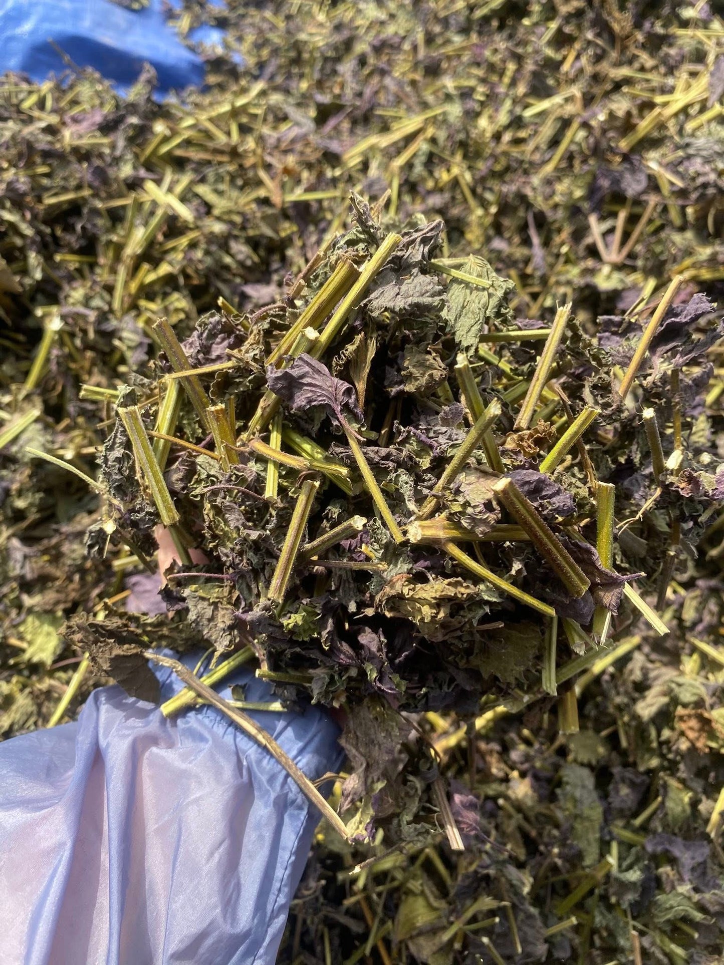 Trà tía tô túi lọc