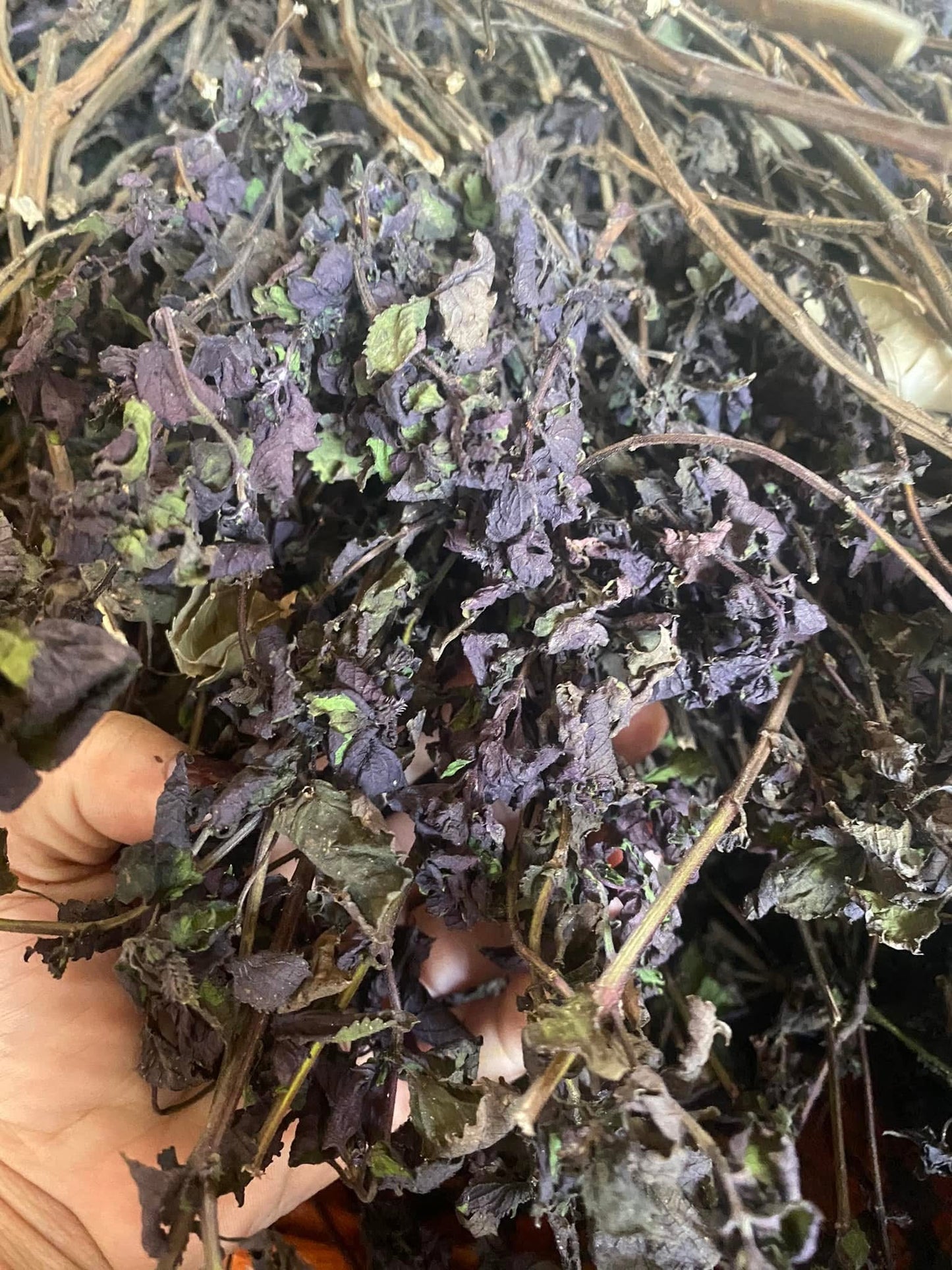 Trà tía tô túi lọc