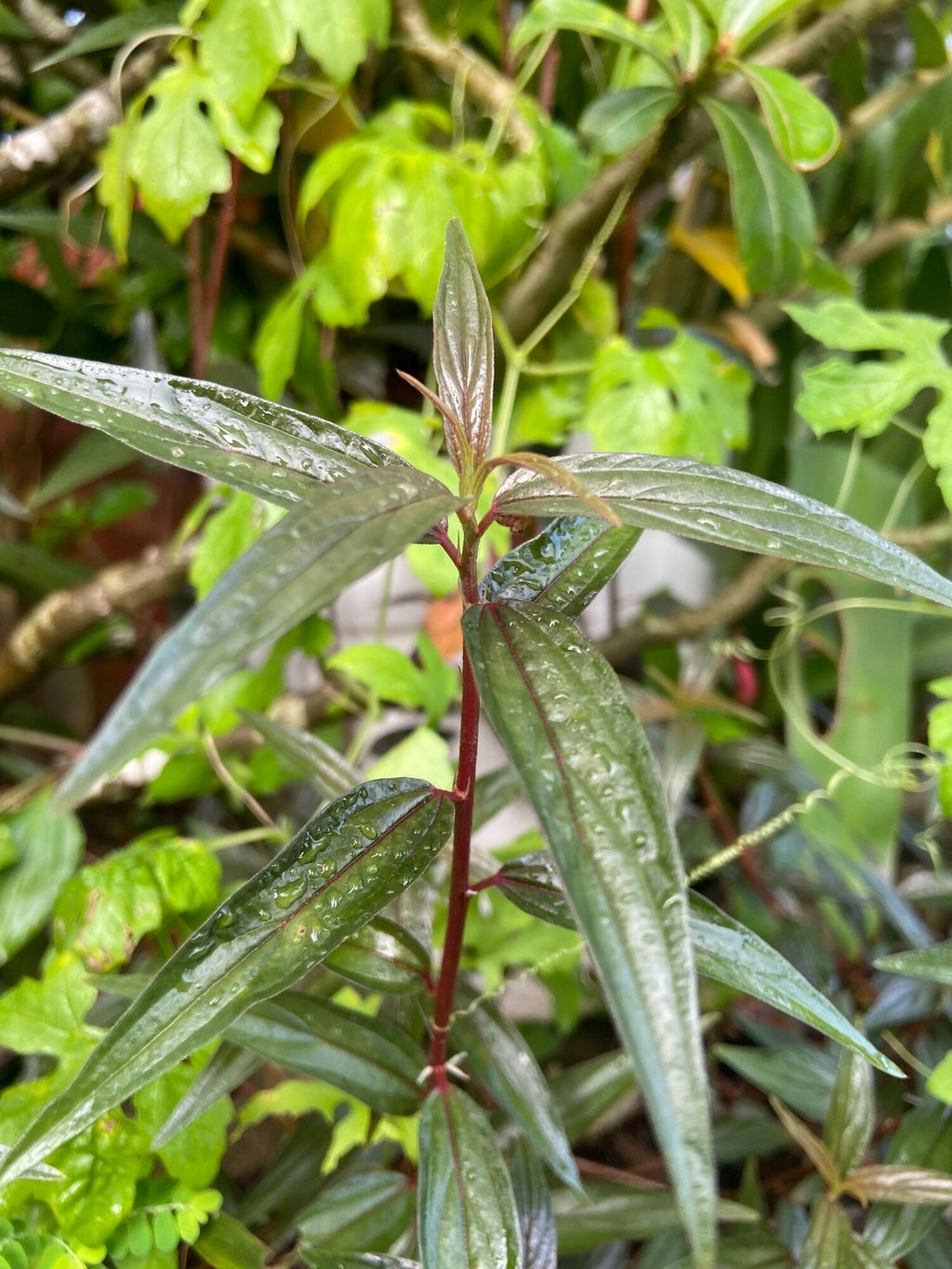 Cay thuốc dòi tía khô
